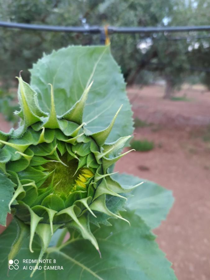 Ozena Countryside Apartment Βρωμονέρι Εξωτερικό φωτογραφία